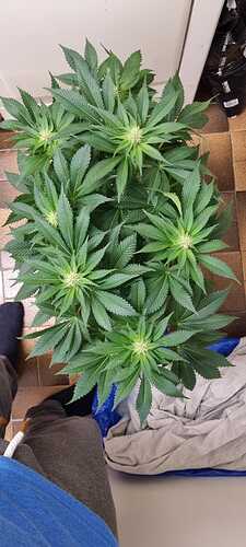 Growreport Bild 25