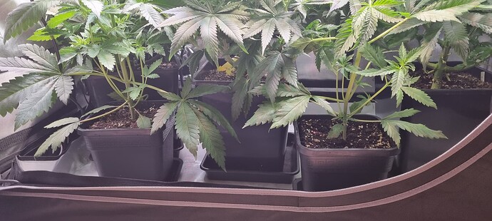 Growreport Bild 15