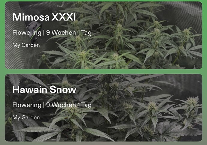 Growreport Bild 11