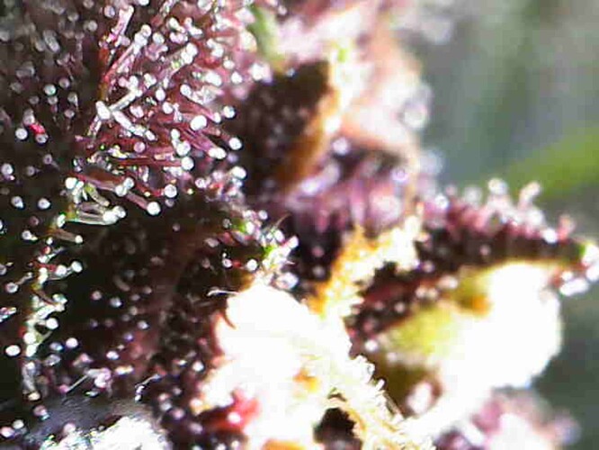 Growreport Bild 1