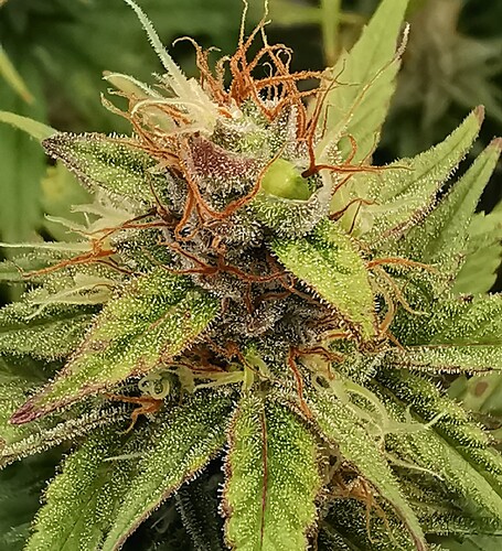 Growreport Bild 1