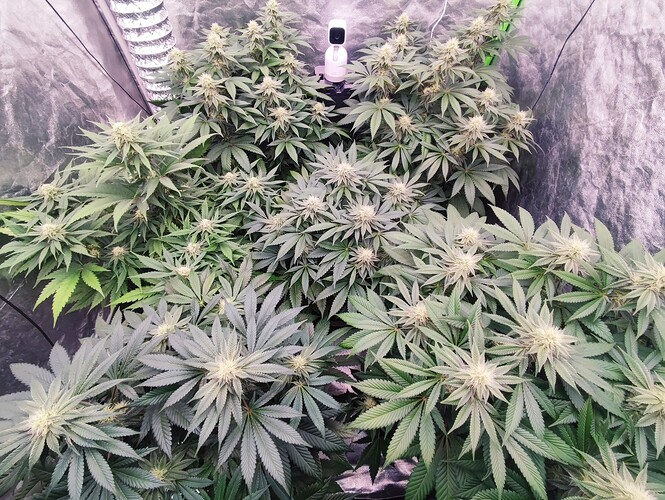 Growreport Bild 51