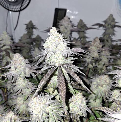 Growreport Bild 13