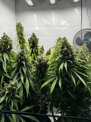 Growreport Bild 3