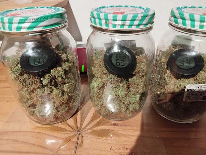 Drei Einmachgläser mit Cannabis-Buds, die jeweils mit einem kleinen digitalen Hygrometer ausgestattet sind, das die Luftfeuchtigkeit anzeigt.