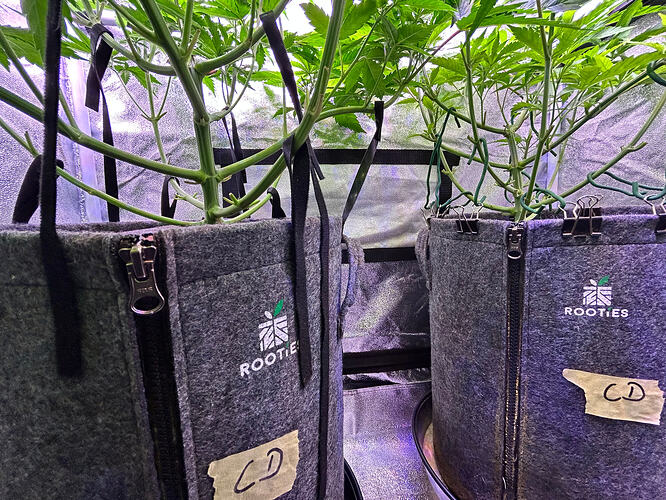 Zwei Cannabis-Pflanzen in grauen Rooties-Stofftöpfen mit der Aufschrift CD in einem Growzelt.