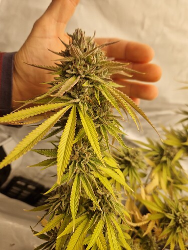 Growreport Bild 7