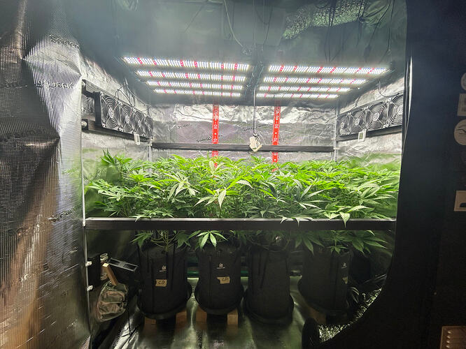 Blick in ein Growzelt mit vier Cannabis-Pflanzen in Stofftöpfen unter LED-Beleuchtung.