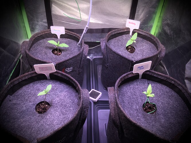 Growreport Bild 2
