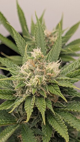 Growreport Bild 44