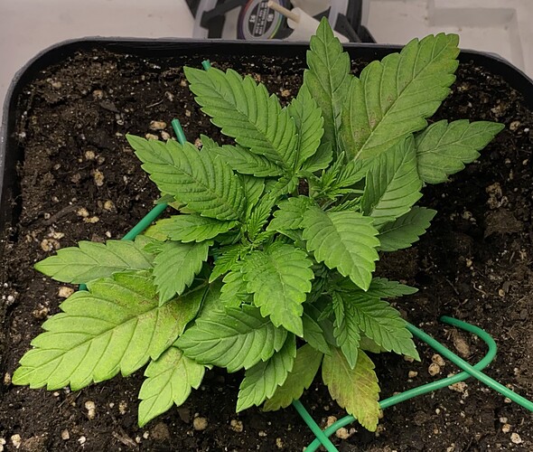 Growreport Bild 4