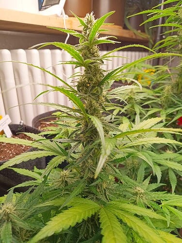 Growreport Bild 3