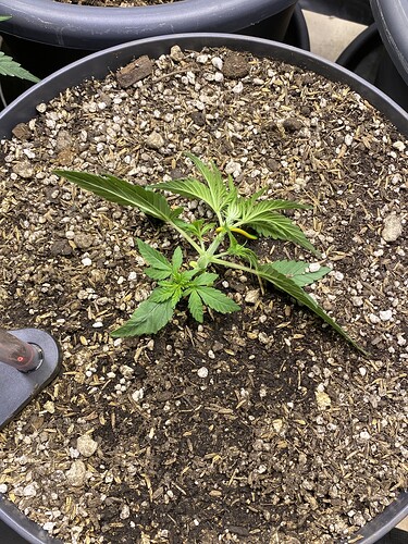 Growreport Bild 31