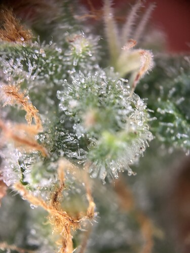 Growreport Bild 61