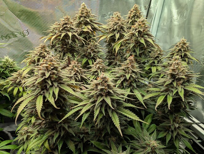 Growreport Bild 9