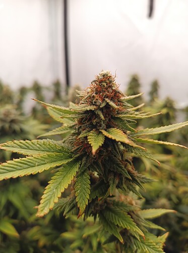 Growreport Bild 8