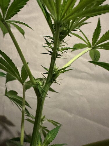 Growreport Bild 3