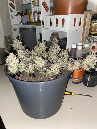Growreport Bild 1