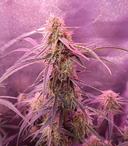Growreport Bild 9