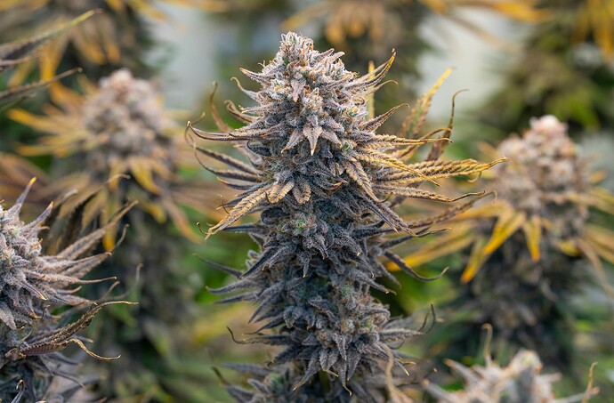 Growreport Bild 12