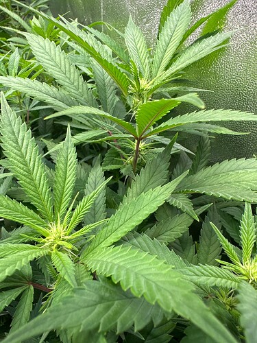Growreport Bild 88