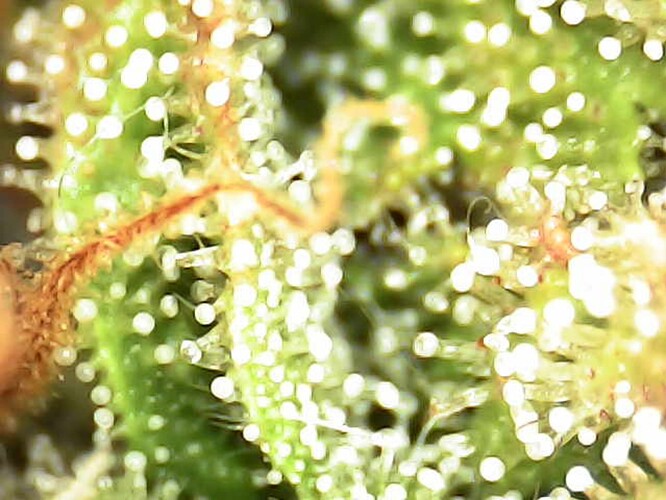 Growreport Bild 27