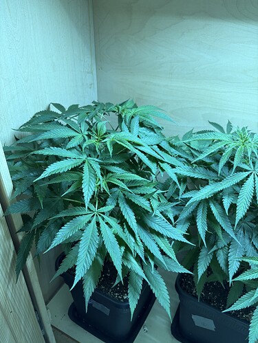 Growreport Bild 2