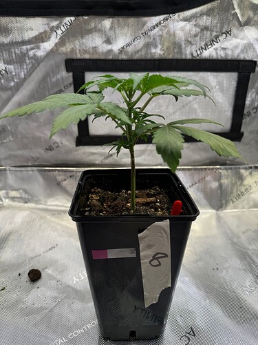 Growreport Bild 29