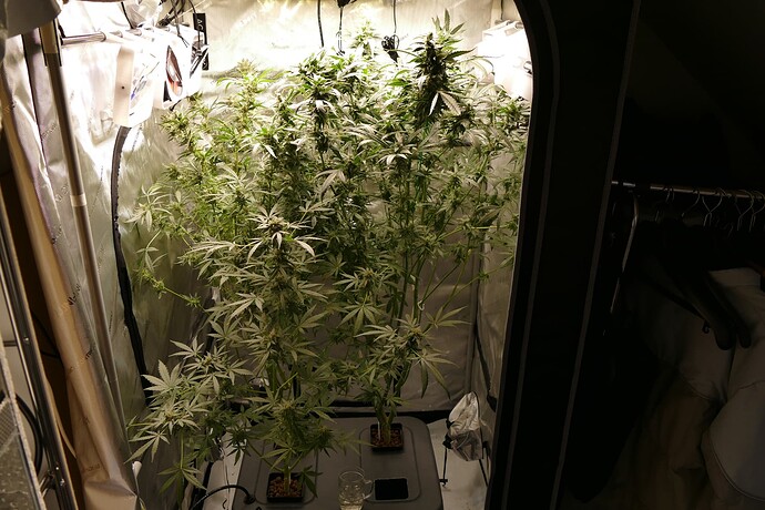 Growreport Bild 2