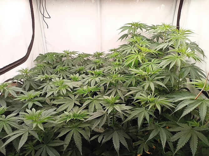Growreport Bild 1