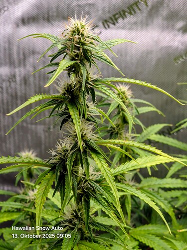Growreport Bild 8