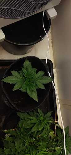 Growreport Bild 28