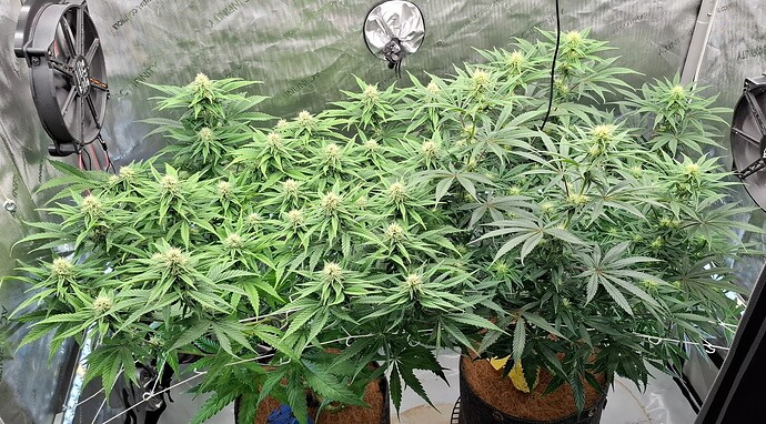 Growreport Bild 1