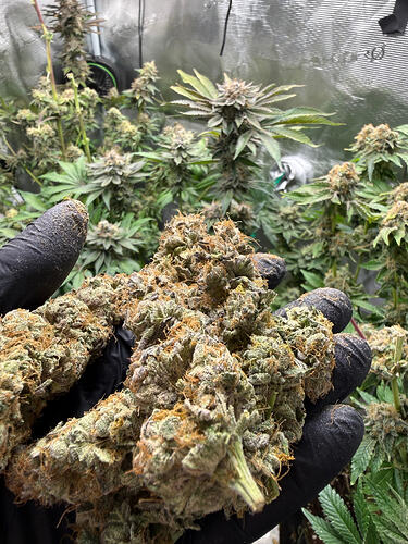 Growreport Bild 21