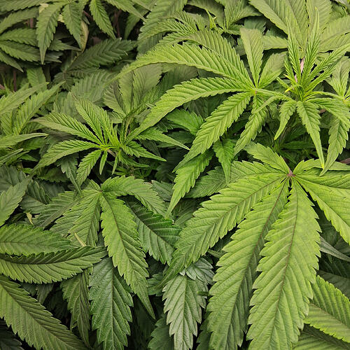 Afghani #1  06