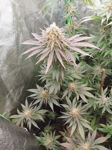 Growreport Bild 17