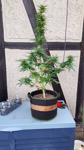 Growreport Bild 8