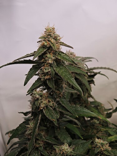 MVIMG_20251116_205441