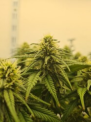 Growreport Bild 86