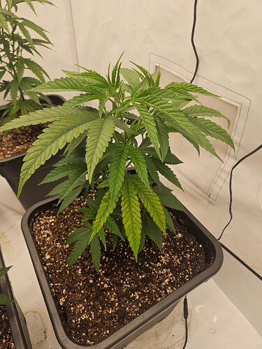 Growreport Bild 13