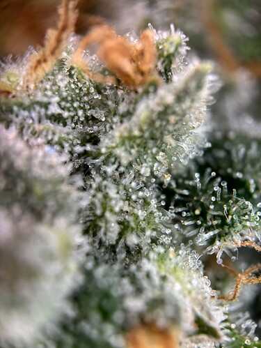 Growreport Bild 105