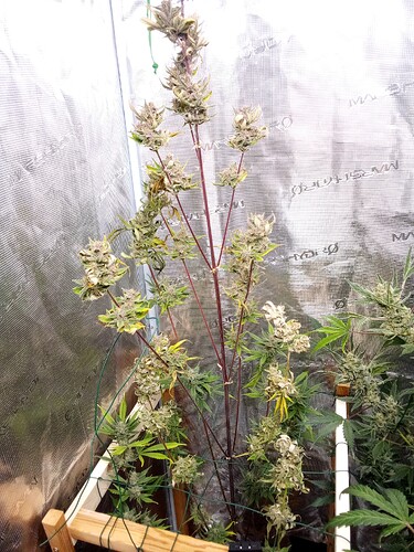 Growreport Bild 6