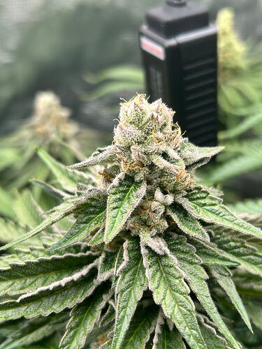 Growreport Bild 6
