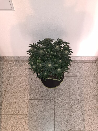 Growreport Bild 8