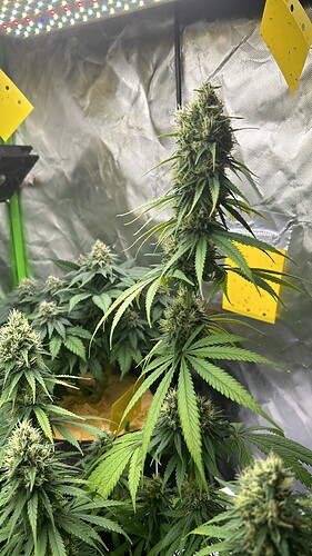 Growreport Bild 4