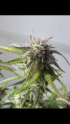 Growreport Bild 15