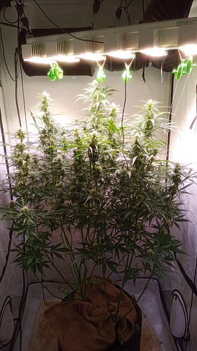 Growreport Bild 2
