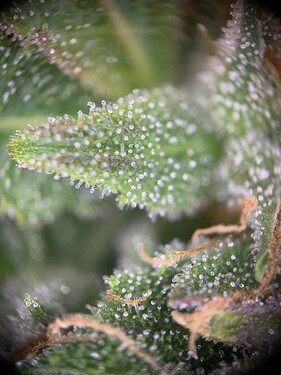 Growreport Bild 8