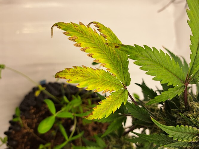 Growreport Bild 54