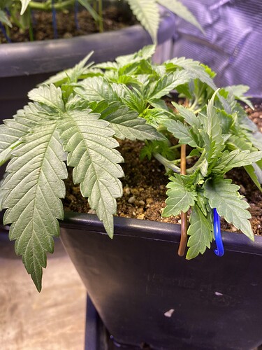 Growreport Bild 42